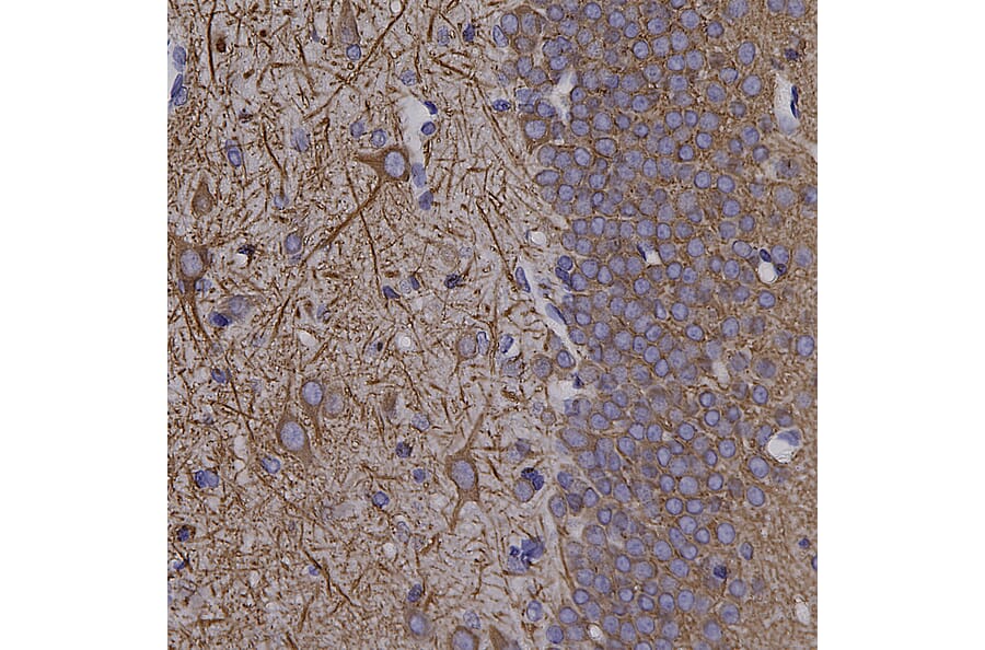 Immunohistochemistry - Anti-MAP2 Antibody (A333281) - Antibodies.com