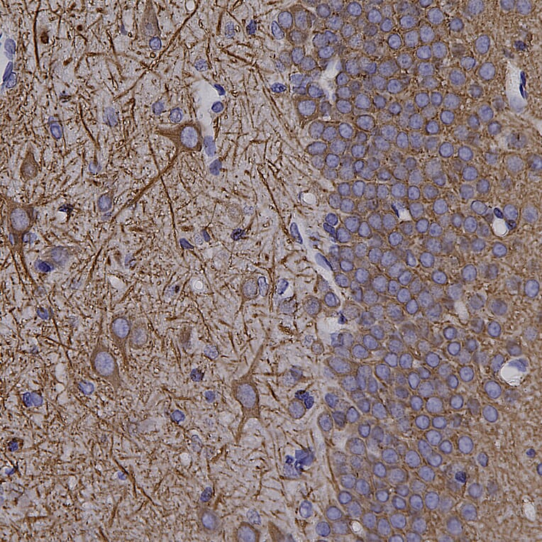Immunohistochemistry - Anti-MAP2 Antibody (A333281) - Antibodies.com