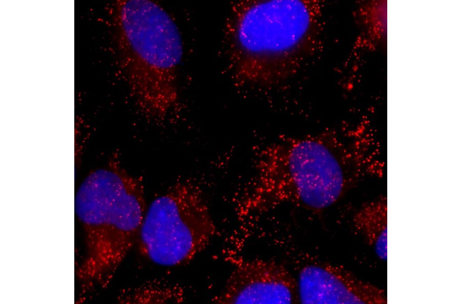 Immunofluorescence - Anti-Catalase Antibody (A333282) - Antibodies.com