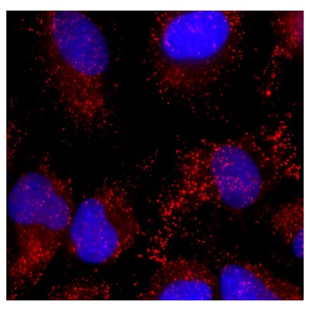 Immunofluorescence - Anti-Catalase Antibody (A333282) - Antibodies.com