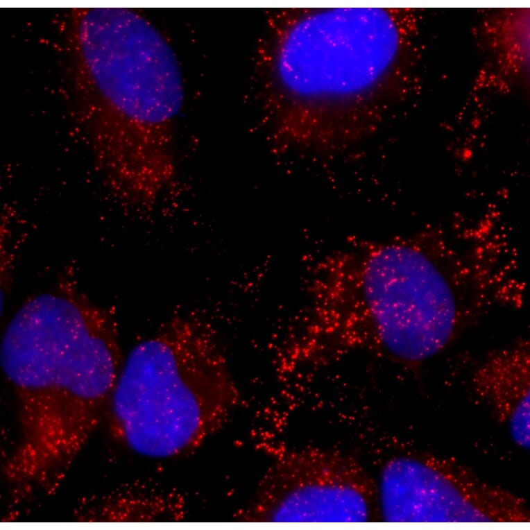 Immunofluorescence - Anti-Catalase Antibody (A333282) - Antibodies.com