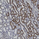 Immunohistochemistry - Anti-Catalase Antibody (A333282) - Antibodies.com