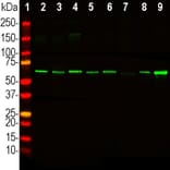 Western Blot - Anti-Catalase Antibody (A333282) - Antibodies.com