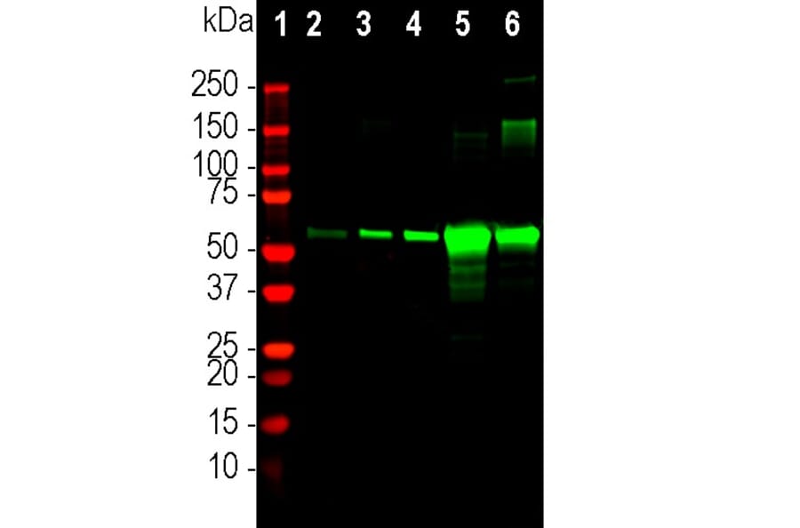 Western Blot - Anti-Catalase Antibody (A333282) - Antibodies.com