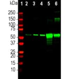 Western Blot - Anti-Catalase Antibody (A333282) - Antibodies.com