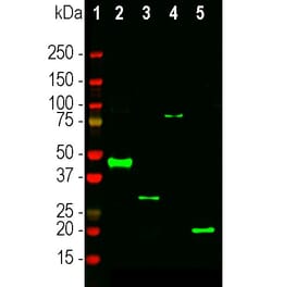 Western Blot - Anti-RNASE1 Antibody (A333284) - Antibodies.com