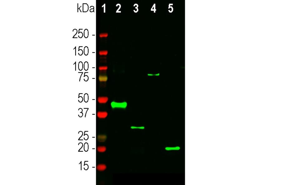 Western Blot - Anti-RNASE1 Antibody (A333284) - Antibodies.com