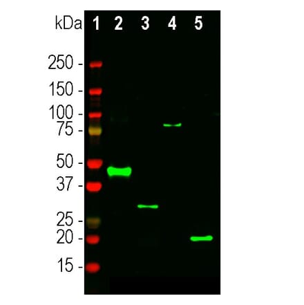 Western Blot - Anti-RNASE1 Antibody (A333284) - Antibodies.com