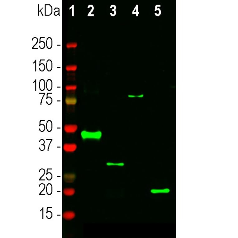Western Blot - Anti-RNASE1 Antibody (A333284) - Antibodies.com