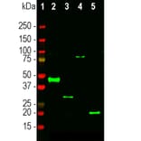 Western Blot - Anti-RNASE1 Antibody (A333284) - Antibodies.com