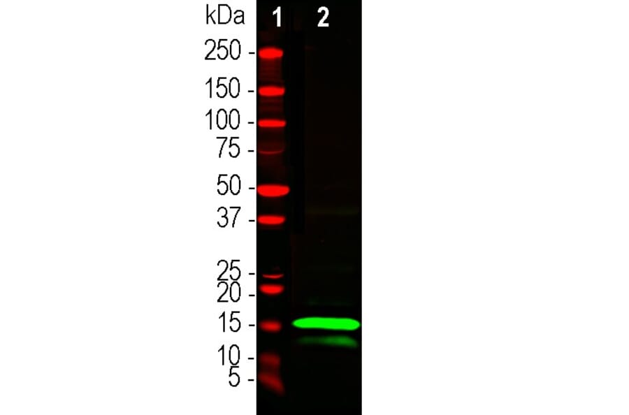 Western Blot - Anti-RNASE1 Antibody (A333284) - Antibodies.com