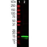Western Blot - Anti-RNASE1 Antibody (A333284) - Antibodies.com