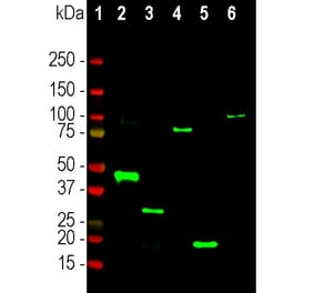 Western Blot - Anti-RNASE1 Antibody (A333286) - Antibodies.com