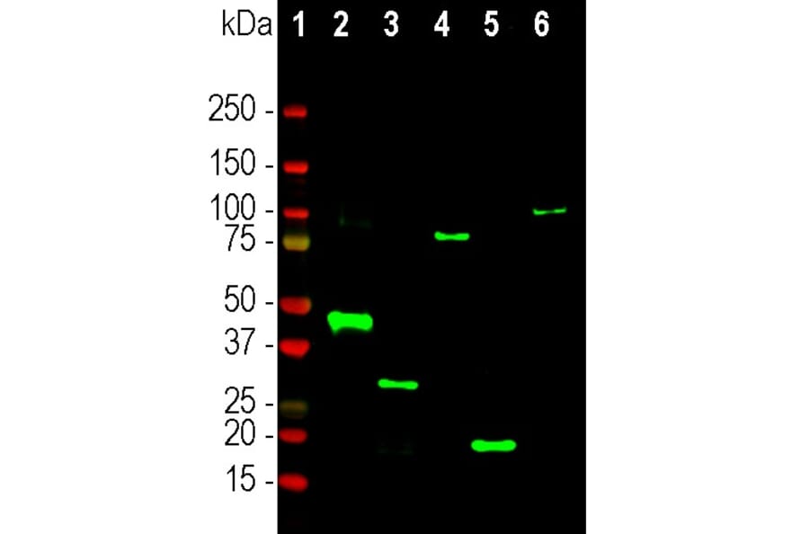 Western Blot - Anti-RNASE1 Antibody (A333286) - Antibodies.com