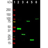 Western Blot - Anti-RNASE1 Antibody (A333286) - Antibodies.com
