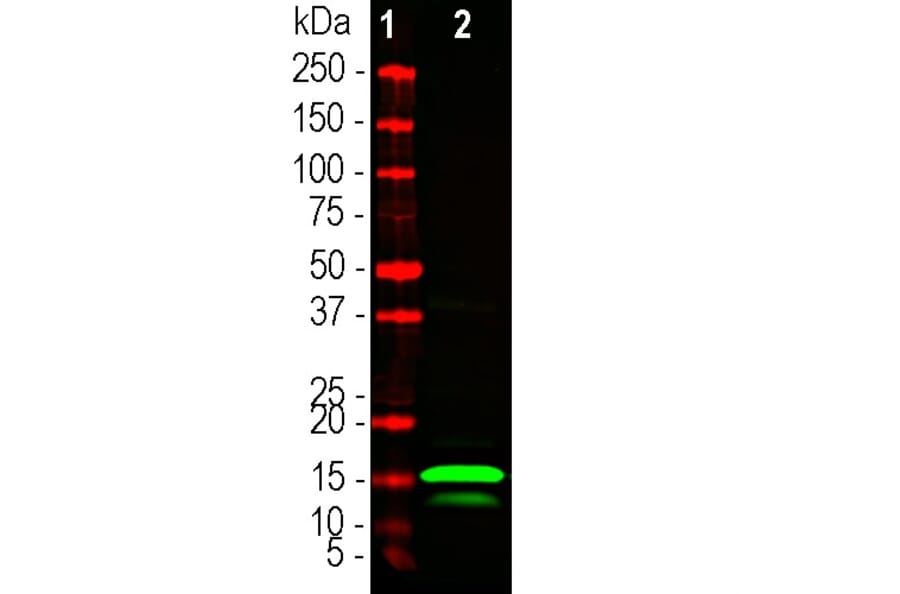 Western Blot - Anti-RNASE1 Antibody (A333286) - Antibodies.com