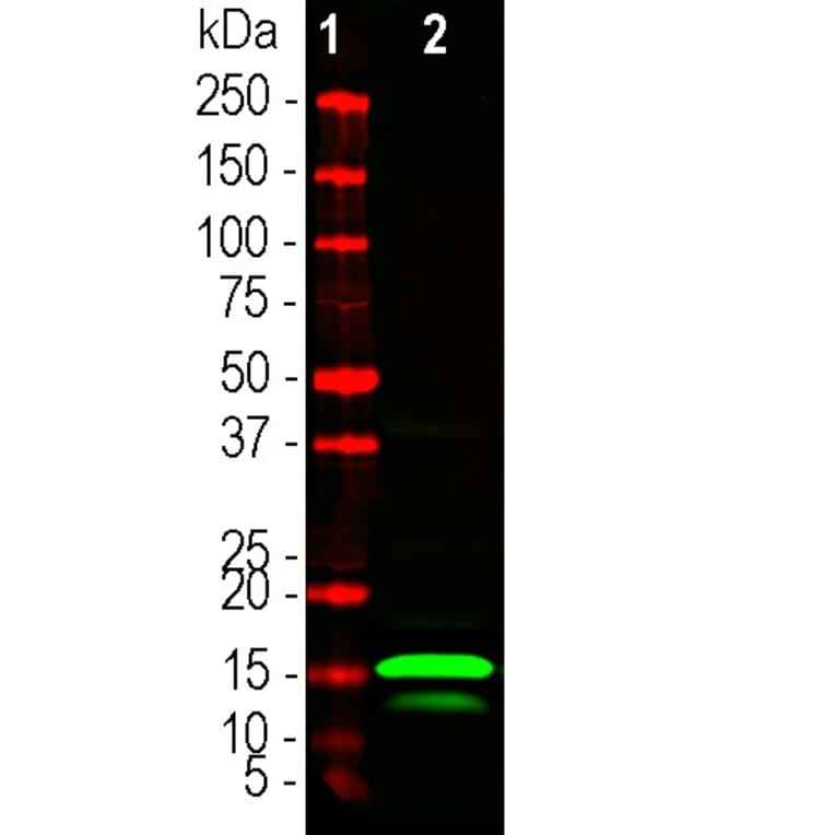 Western Blot - Anti-RNASE1 Antibody (A333286) - Antibodies.com