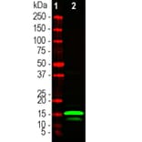 Western Blot - Anti-RNASE1 Antibody (A333286) - Antibodies.com