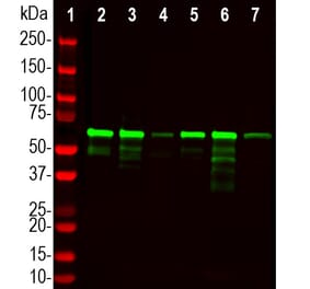Western Blot - Anti-PLS1 Antibody (A333287) - Antibodies.com