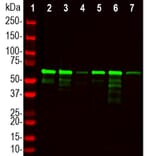 Western Blot - Anti-PLS1 Antibody (A333287) - Antibodies.com