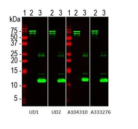 Western Blot - Recombinant Human NF L Protein (A333288) - Antibodies.com