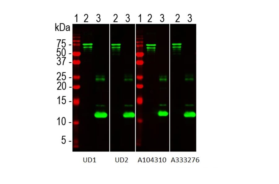 Western Blot - Recombinant Human NF L Protein (A333288) - Antibodies.com