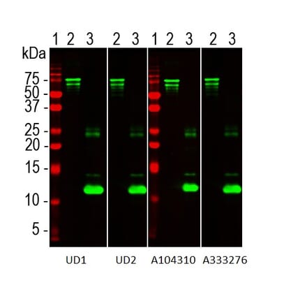 Western Blot - Recombinant Human NF L Protein (A333288) - Antibodies.com
