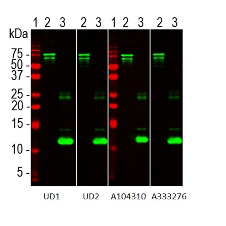 Western Blot - Recombinant Human NF L Protein (A333288) - Antibodies.com