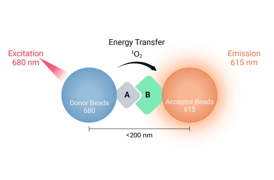 Bead Interaction - Protein A Acceptor Beads 615 (A334420) - Antibodies.com