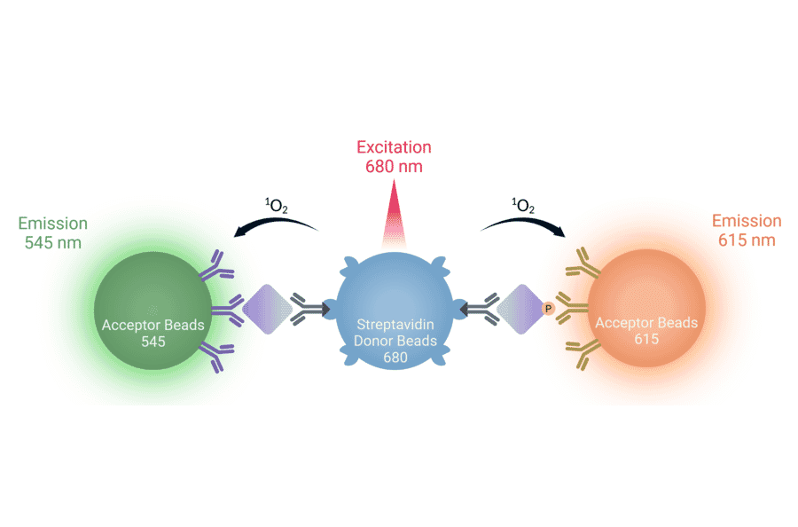 Multiplexed Luminescent Proximity Assays Diagram - Biotin Acceptor Beads 545 (A334443) - Antibodies.com