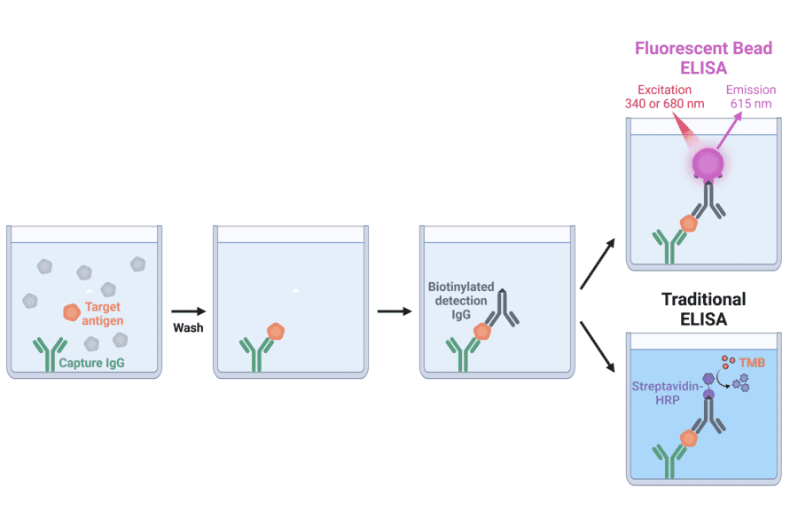 Fluorescent ELISA Diagram - Anti-Rabbit IgG Fc Fluorescent Beads 680/615 (A334445) - Antibodies.com