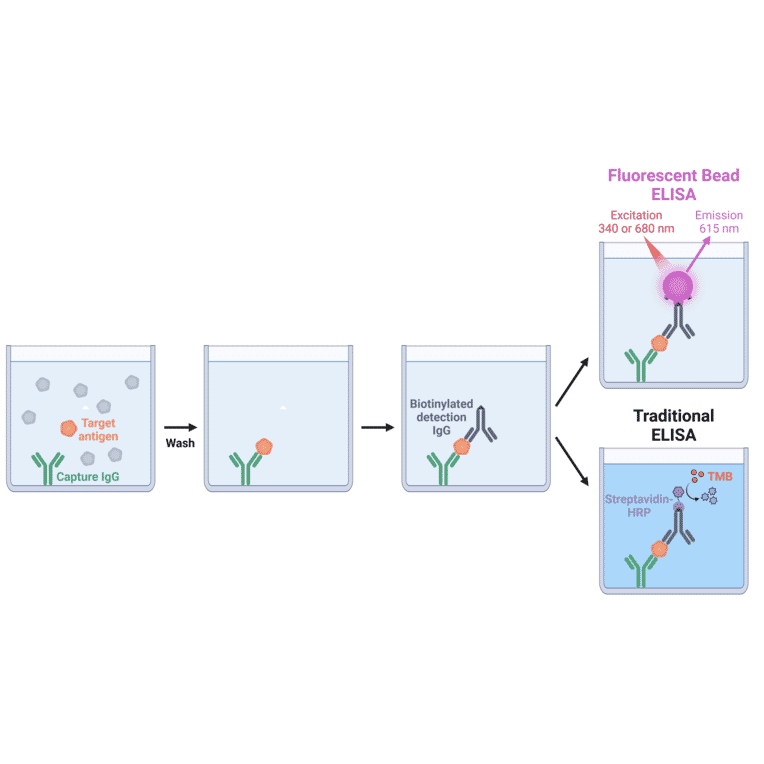 Fluorescent ELISA Diagram - ??Unconjugated Fluorescent Beads 680/615 (A334453) - Antibodies.com