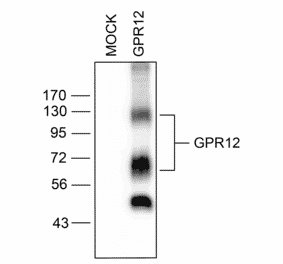 Western blot - Anti-GPCR GPR12 Antibody (A334456) - Antibodies.com