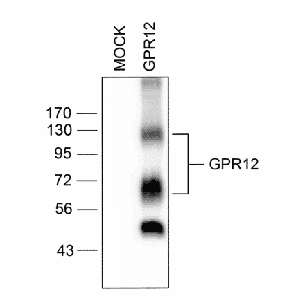 Western blot - Anti-GPCR GPR12 Antibody (A334456) - Antibodies.com