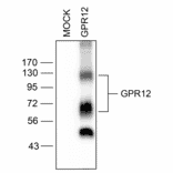 Western blot - Anti-GPCR GPR12 Antibody (A334456) - Antibodies.com