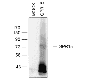 Western blot - Anti-GPCR GPR15 Antibody (A334458) - Antibodies.com
