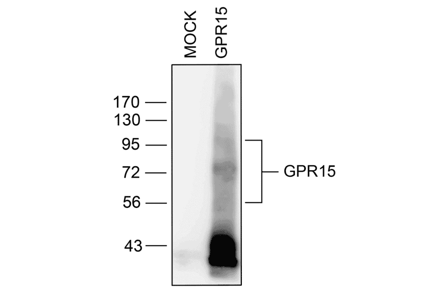 Western blot - Anti-GPCR GPR15 Antibody (A334458) - Antibodies.com