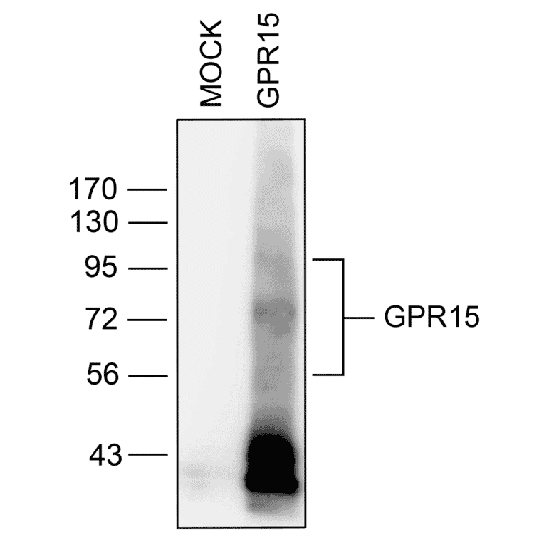 Western blot - Anti-GPCR GPR15 Antibody (A334458) - Antibodies.com
