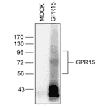 Western blot - Anti-GPCR GPR15 Antibody (A334458) - Antibodies.com