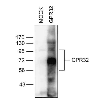 Western blot - Anti-GPCR GPR32 Antibody (A334463) - Antibodies.com