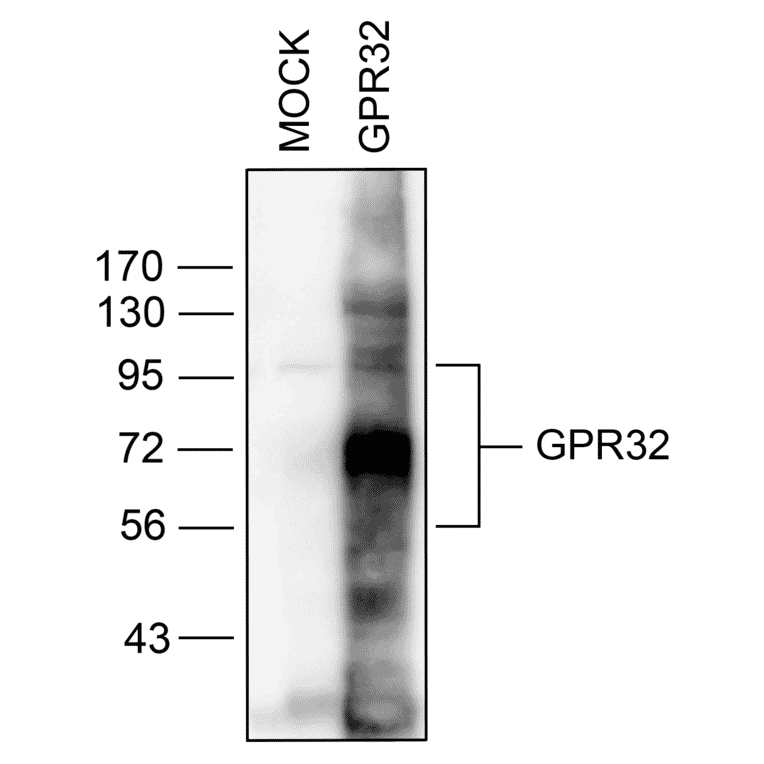 Western blot - Anti-GPCR GPR32 Antibody (A334463) - Antibodies.com