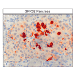 Immunohistochemistry - Anti-GPCR GPR32 Antibody (A334463) - Antibodies.com