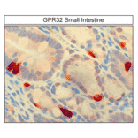 Immunohistochemistry - Anti-GPCR GPR32 Antibody (A334463) - Antibodies.com