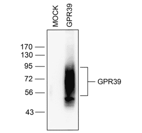 Western blot - Anti-GPR39 Antibody (A334465) - Antibodies.com