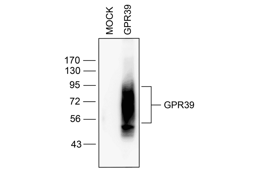 Western blot - Anti-GPR39 Antibody (A334465) - Antibodies.com