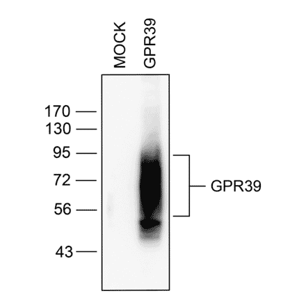 Western blot - Anti-GPR39 Antibody (A334465) - Antibodies.com