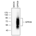 Western blot - Anti-GPR39 Antibody (A334465) - Antibodies.com