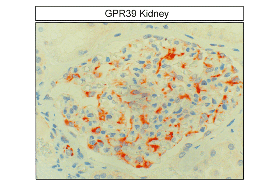 Immunohistochemistry - Anti-GPR39 Antibody (A334465) - Antibodies.com