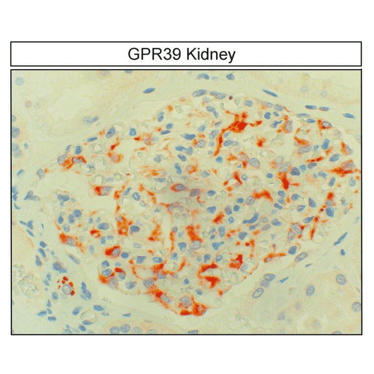 Immunohistochemistry - Anti-GPR39 Antibody (A334465) - Antibodies.com