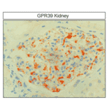 Immunohistochemistry - Anti-GPR39 Antibody (A334465) - Antibodies.com